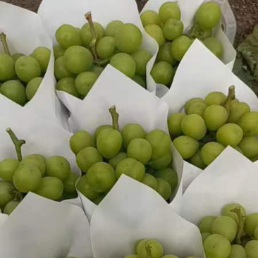 阳光玫瑰