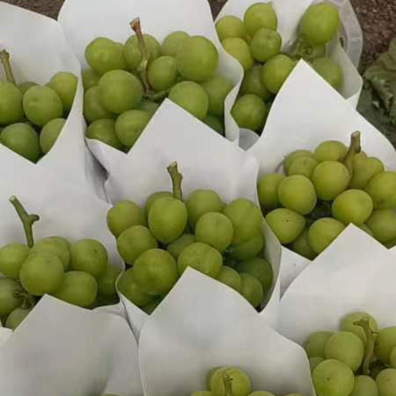 阳光玫瑰