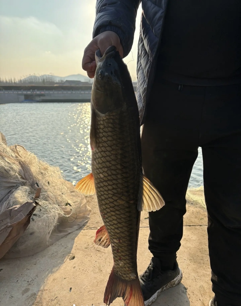 福瑞鲤，老板来聊