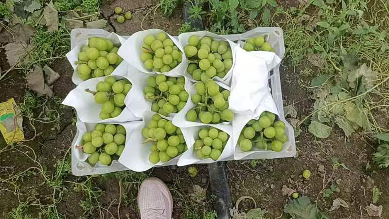 阳光玫瑰