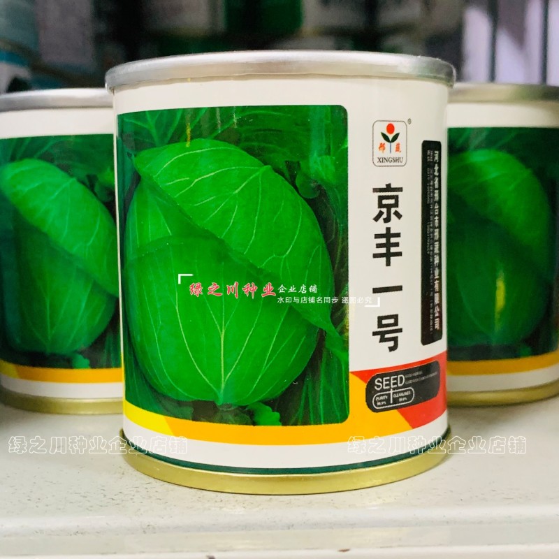 邢蔬京丰一号甘蓝种子扁圆形包菜种籽耐寒包头菜扁甘兰菜种子