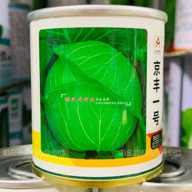 邢蔬京丰一号甘蓝种子扁圆形包菜种籽耐寒包头菜扁甘兰菜种子