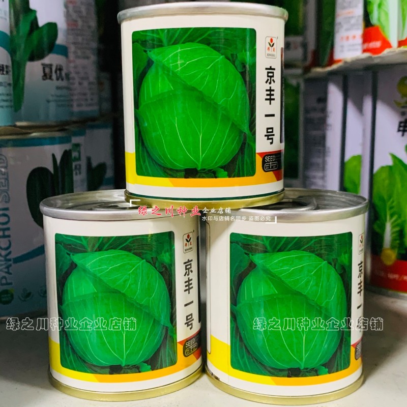 邢蔬京丰一号甘蓝种子扁圆形包菜种籽耐寒包头菜扁甘兰菜种子