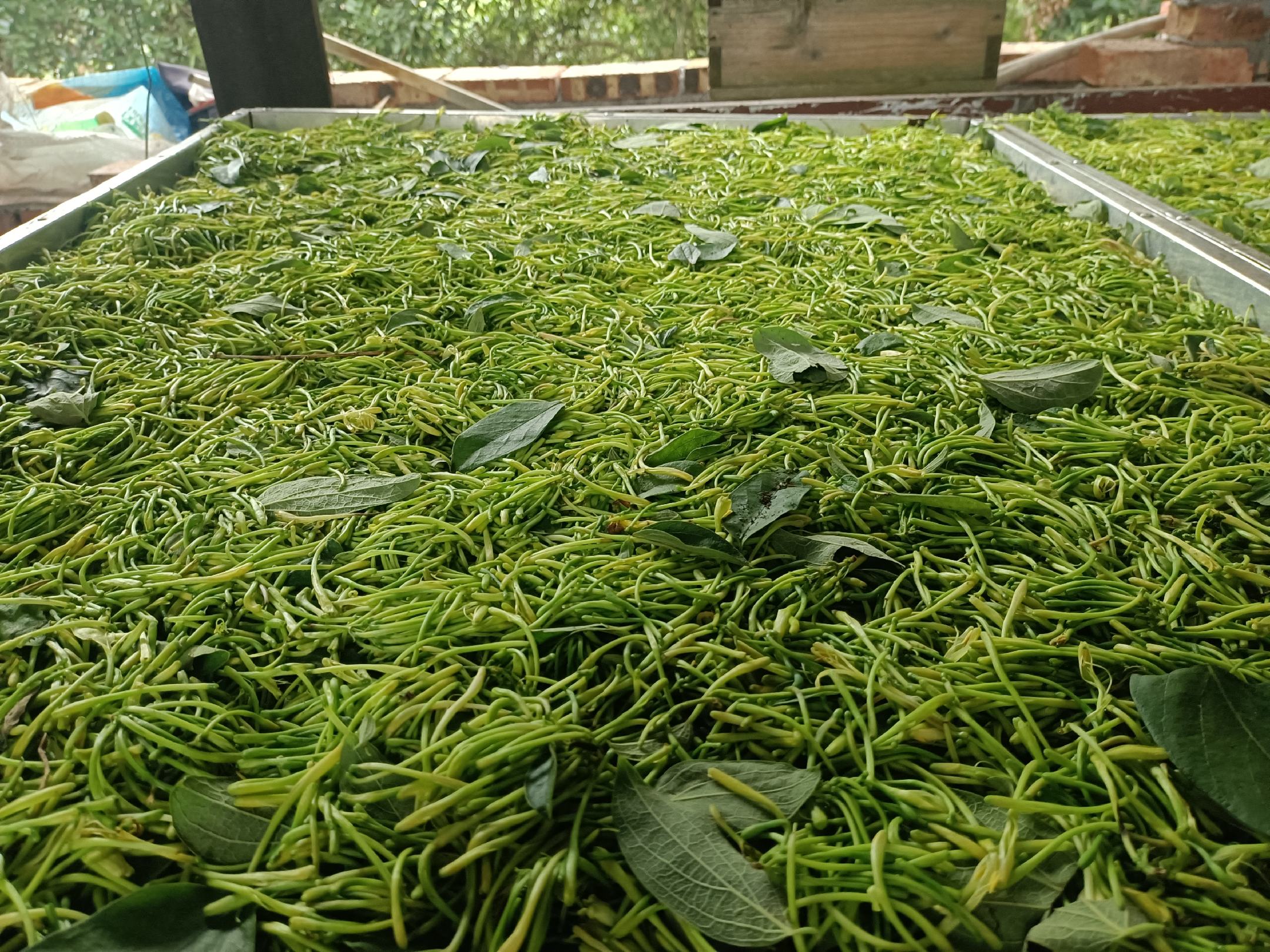 金煌芒放置在阴凉通风处