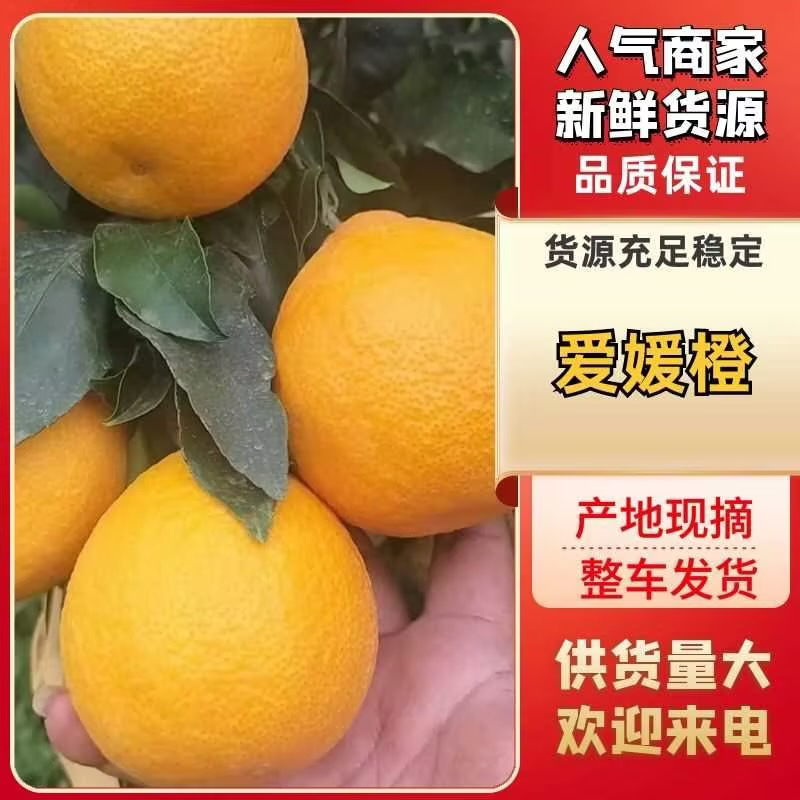 云南高原爱媛38果冻橙大量上市有需电商货市场价，商超对接