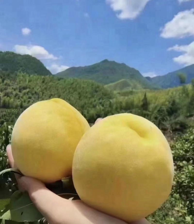 炎陵锦绣黄桃