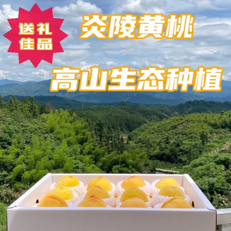 炎陵锦绣黄桃