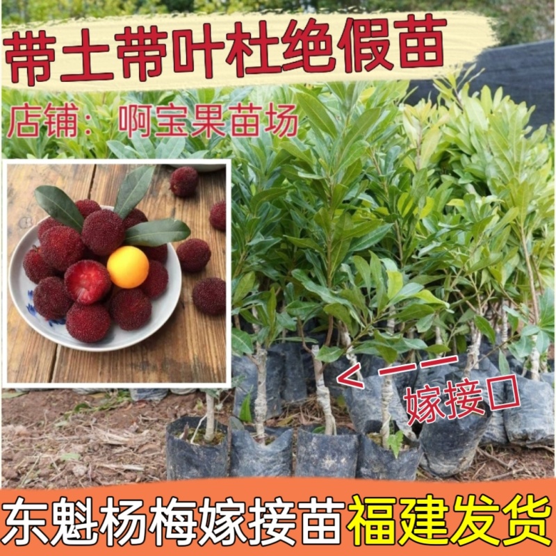 正宗东魁杨梅苗嫁接苗黑炭杨梅果树苗四季可种植耐寒品种带土发货