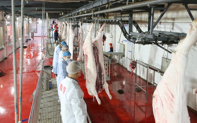 贵州生猪屠宰加工