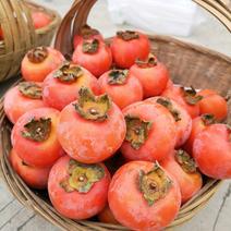 陕西柿子精品七月黄柿子大量上市产地直供全国发货