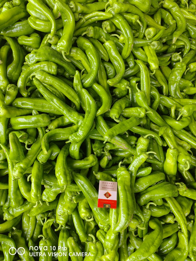 牛椒