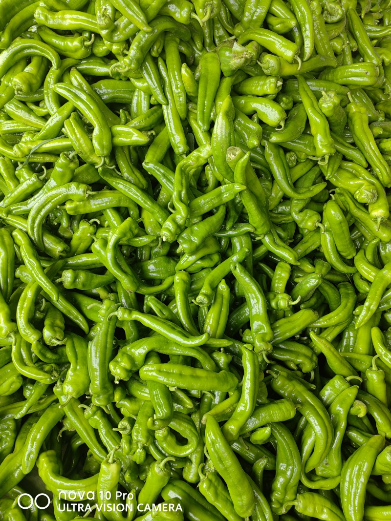 牛椒