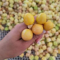 东北黄菇娘果，灯笼果，对接全国，可视频看货，支持一件代发