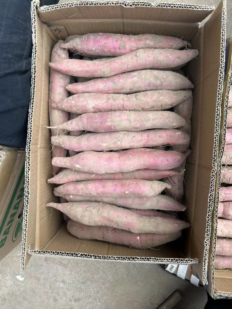 精品一支香红薯