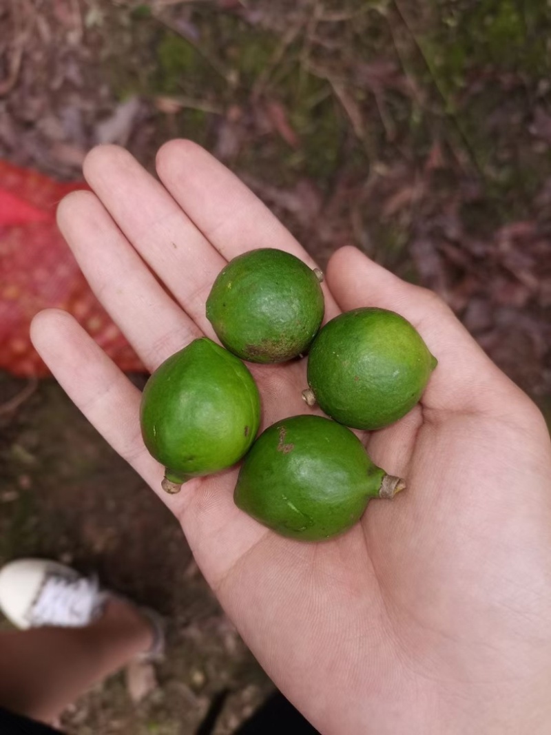 云南夏威夷果坚果