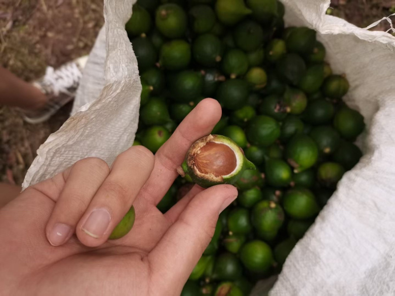 云南夏威夷果坚果