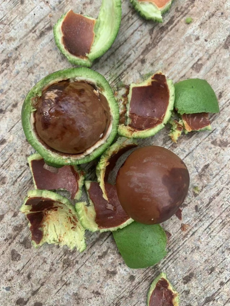云南夏威夷果坚果