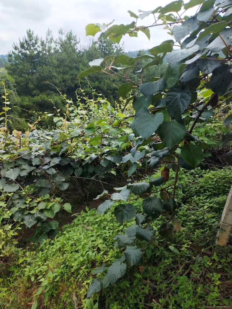 湖南湘西永顺县猕猴桃大量供应代发全国诚信合作