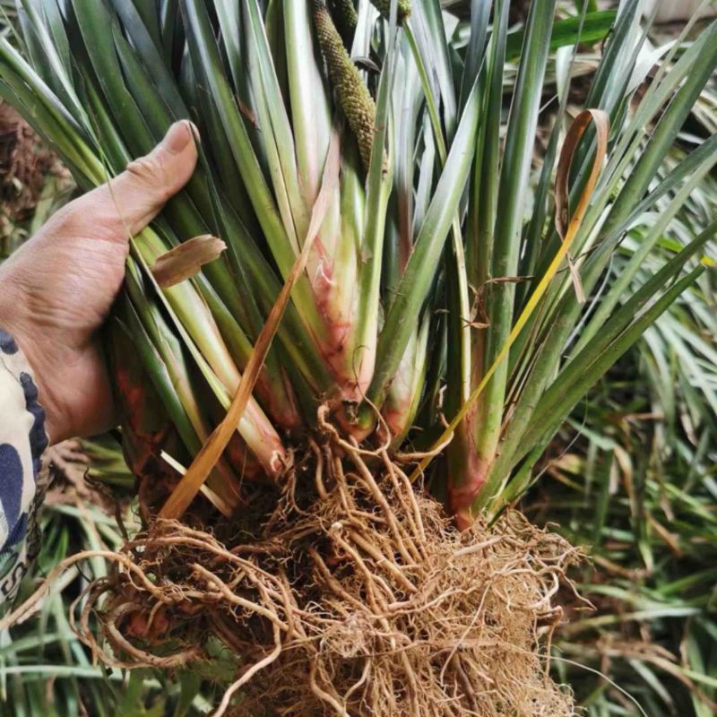 四川石菖蒲，红心石菖蒲种苗产量大品种哈提供种植技术
