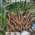 四川石菖蒲，红心石菖蒲种苗产量大品种哈提供种植技术