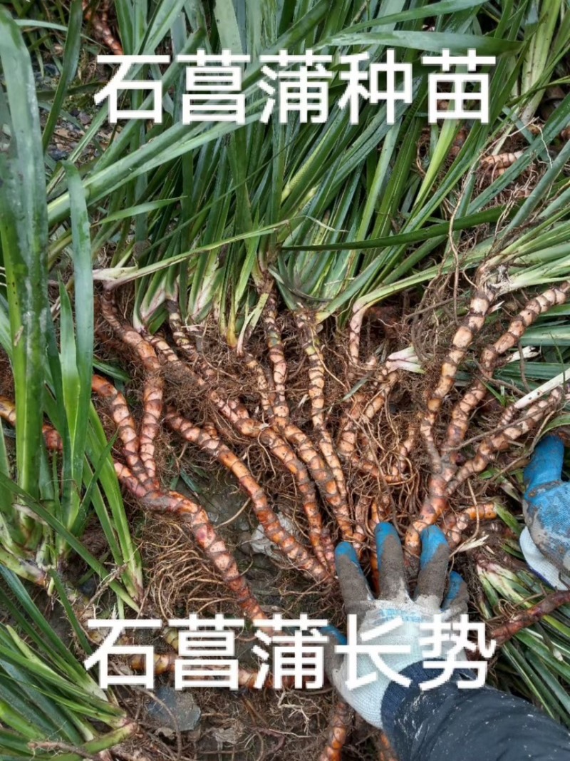 四川石菖蒲，红心石菖蒲种苗产量大品种哈提供种植技术