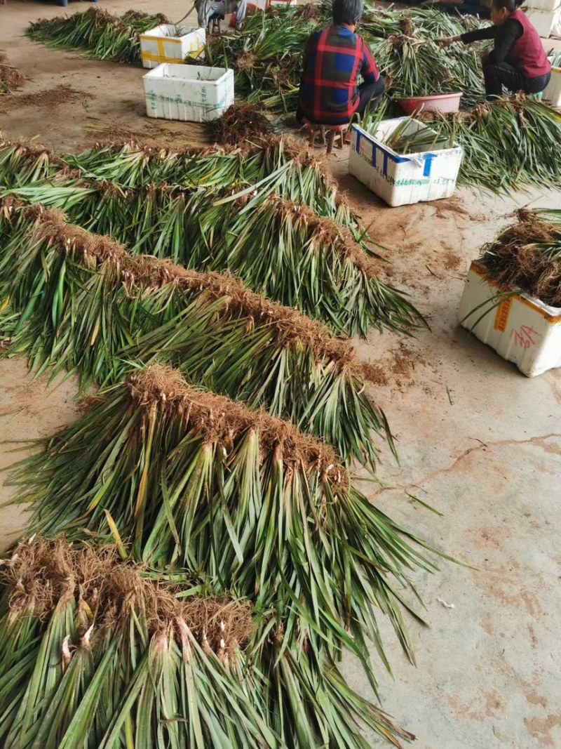 四川石菖蒲，红心石菖蒲种苗产量大品种哈提供种植技术