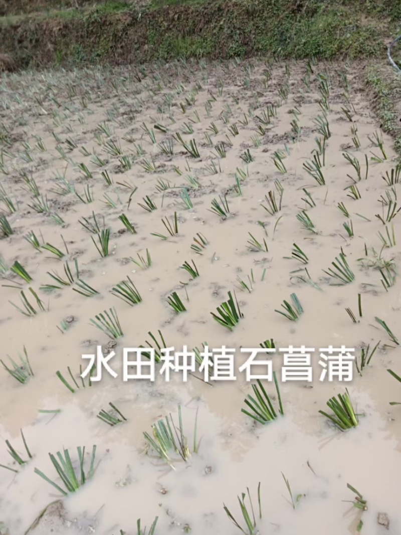 四川石菖蒲，红心石菖蒲种苗产量大品种哈提供种植技术