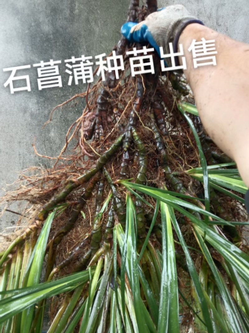 四川石菖蒲，红心石菖蒲种苗产量大品种哈提供种植技术
