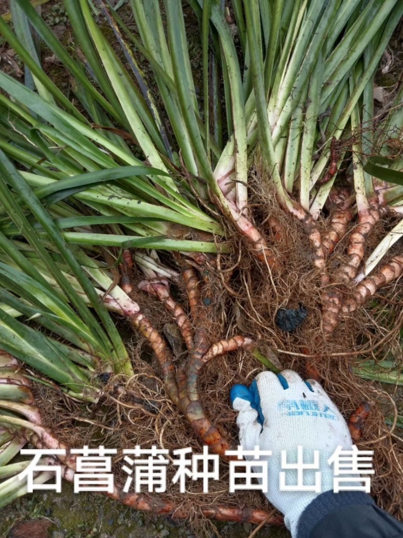 四川石菖蒲，红心石菖蒲种苗产量大品种哈提供种植技术