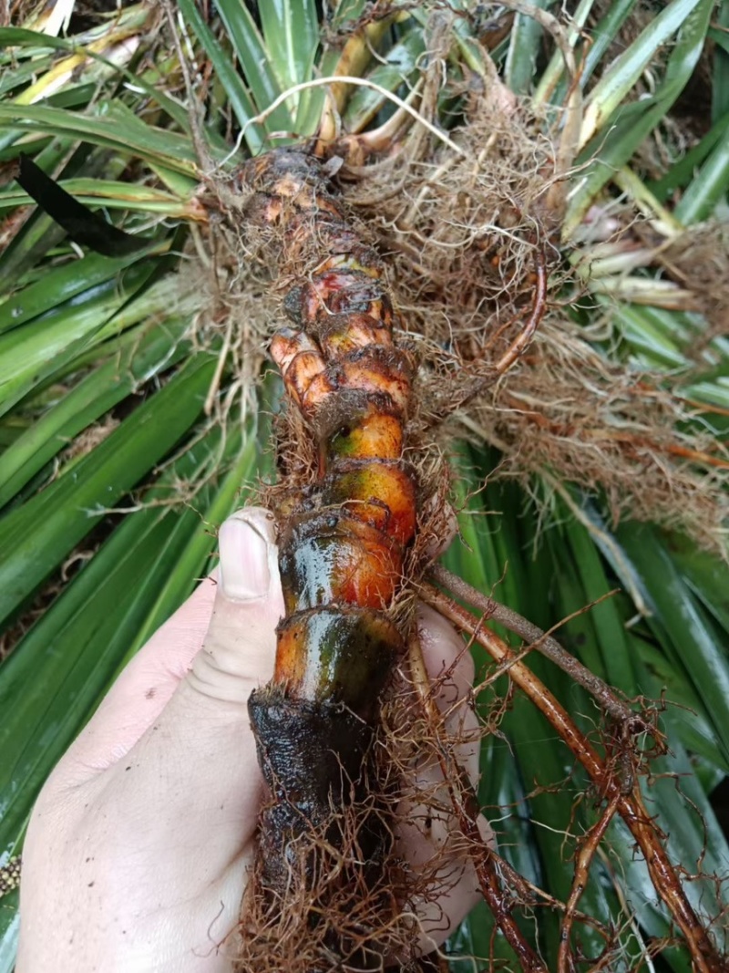 四川石菖蒲，红心石菖蒲种苗产量大品种哈提供种植技术