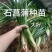 四川石菖蒲，红心石菖蒲种苗产量大品种哈提供种植技术