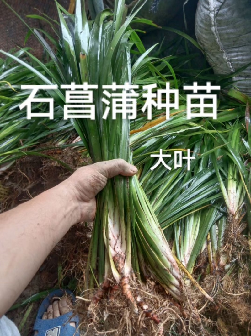 四川石菖蒲，红心石菖蒲种苗产量大品种哈提供种植技术