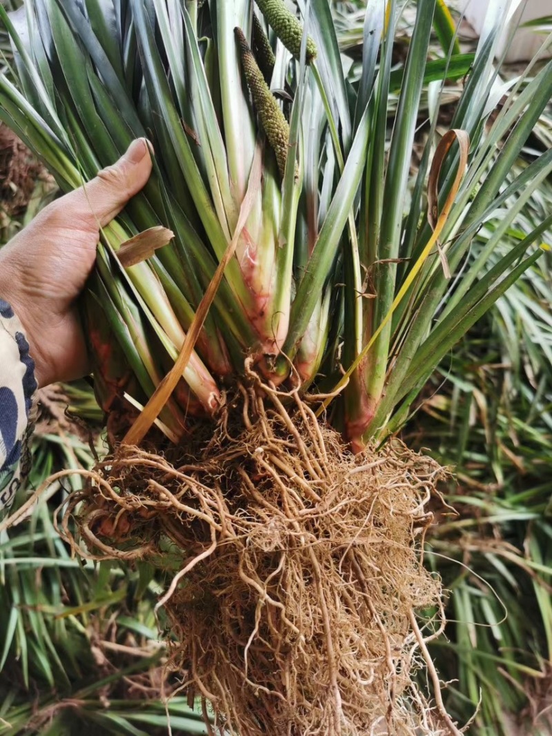 四川石菖蒲，红心石菖蒲种苗产量大品种哈提供种植技术