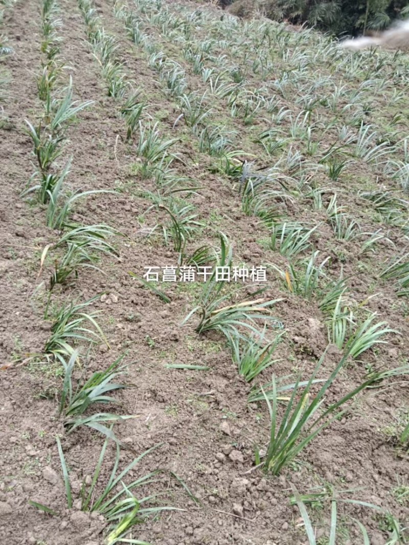 四川石菖蒲，红心石菖蒲种苗产量大品种哈提供种植技术