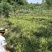 四川石菖蒲，红心石菖蒲种苗产量大品种哈提供种植技术