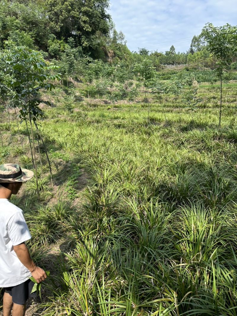 四川石菖蒲，红心石菖蒲种苗产量大品种哈提供种植技术
