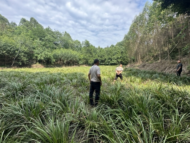 四川石菖蒲，红心石菖蒲种苗产量大品种哈提供种植技术