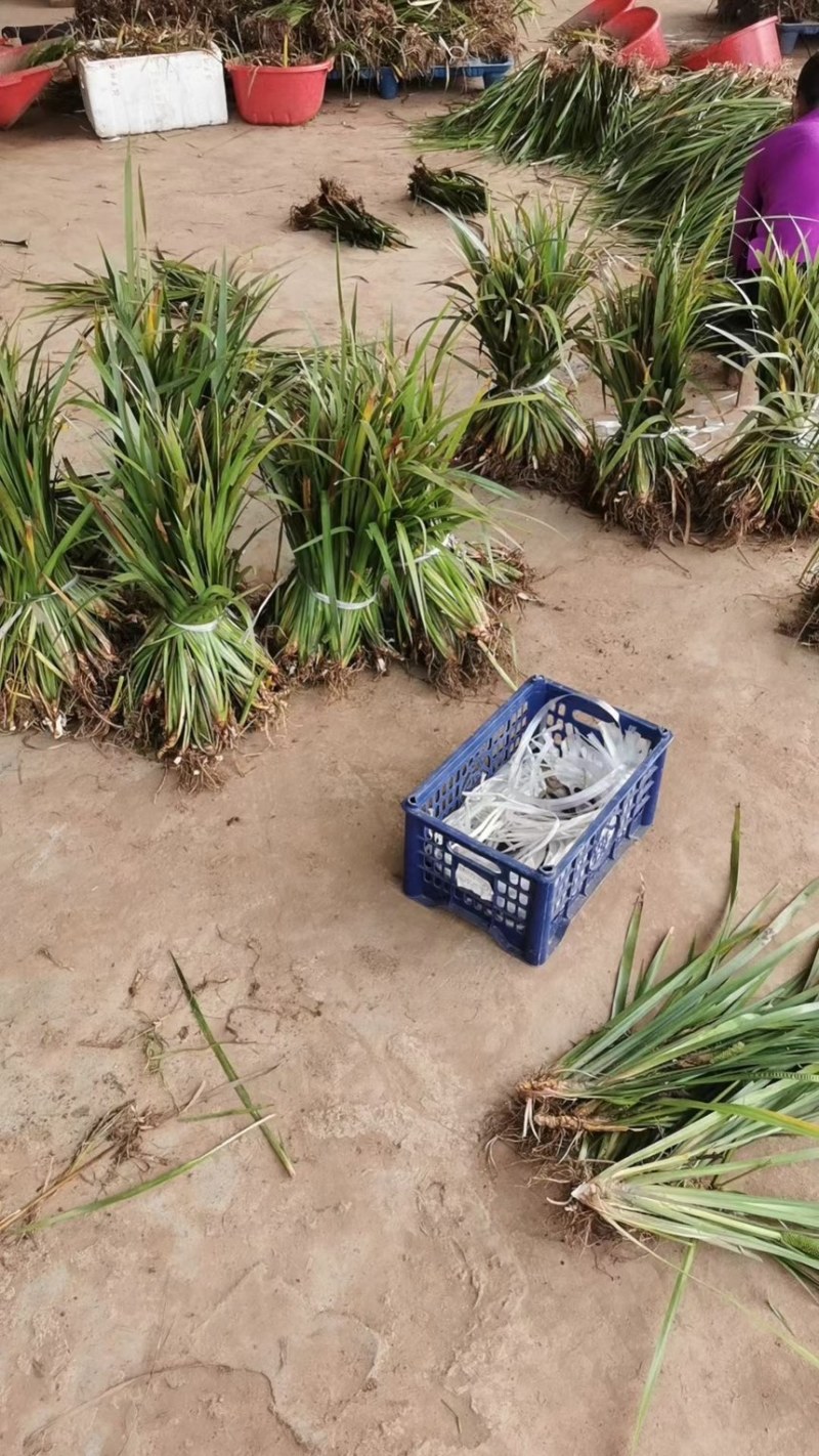 四川石菖蒲，红心石菖蒲种苗产量大品种哈提供种植技术