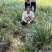 四川石菖蒲，红心石菖蒲种苗产量大品种哈提供种植技术