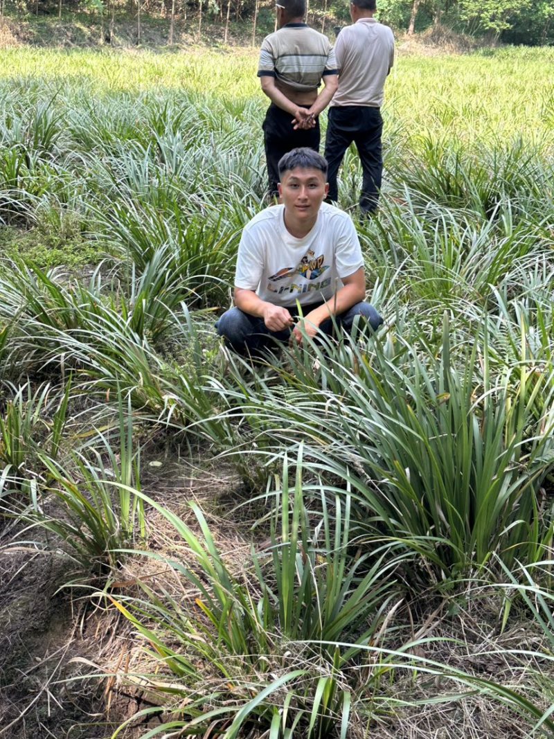 四川石菖蒲，红心石菖蒲种苗产量大品种哈提供种植技术