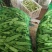 黑龙江油豆角大量供应，保质保量，欢迎咨询