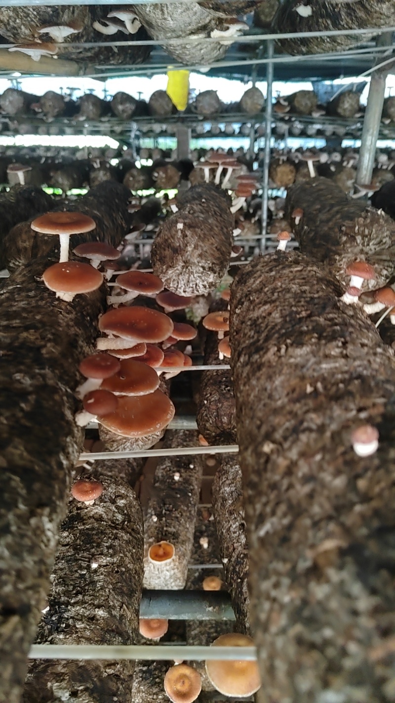云南小香菇