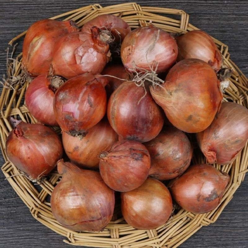 东北毛葱，鬼子葱红皮葱，大量有货要的联系我