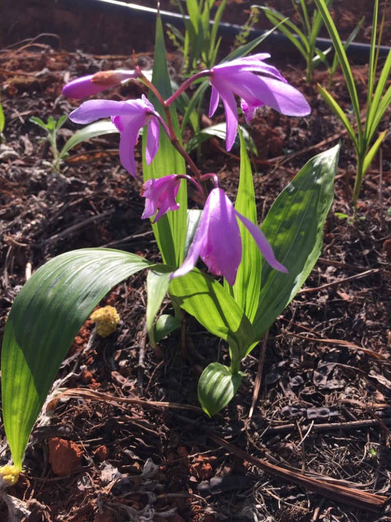 白芨驯化苗2年紫花白芨苗基地直销技术指导
