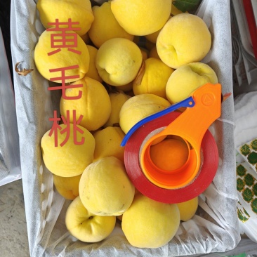 临猗坡上纸代黄毛桃，金怡，金凤，中桃十号多个品种