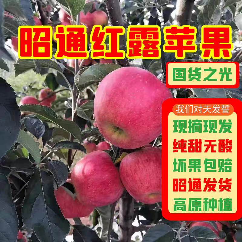 《优选》苹果/昭通红露苹果/一件代发/自家种植