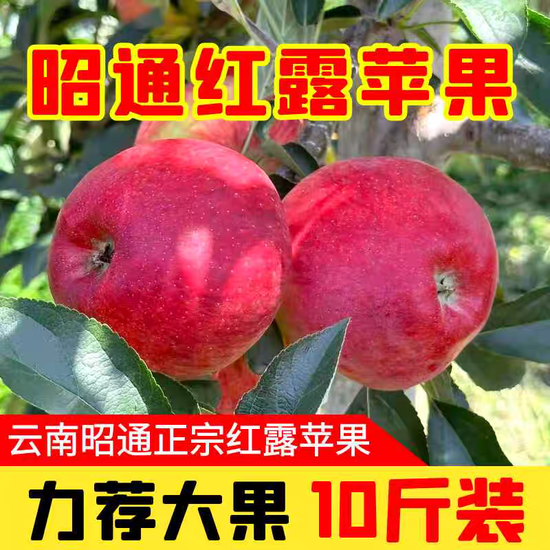 《优选》苹果/昭通红露苹果/一件代发/自家种植
