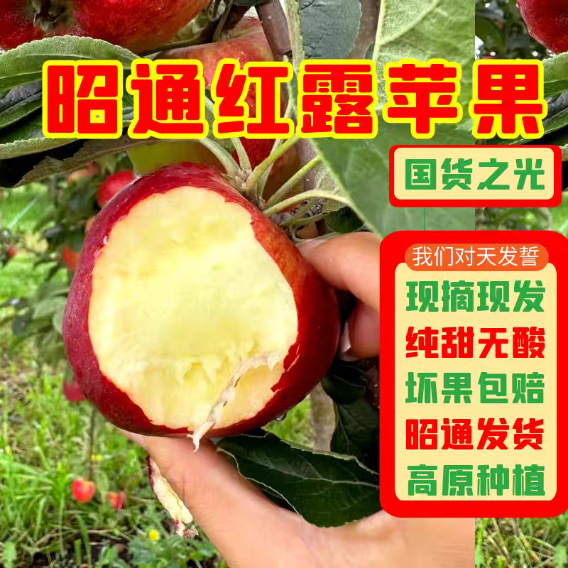 《优选》苹果/昭通红露苹果/一件代发/自家种植