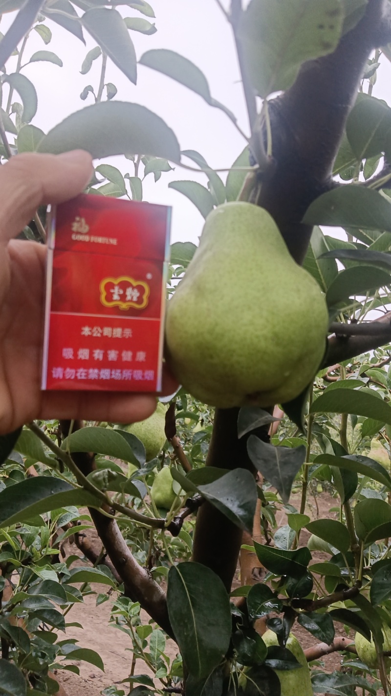精品洋梨大量有货产地直发货源充足品质保证可视频看货