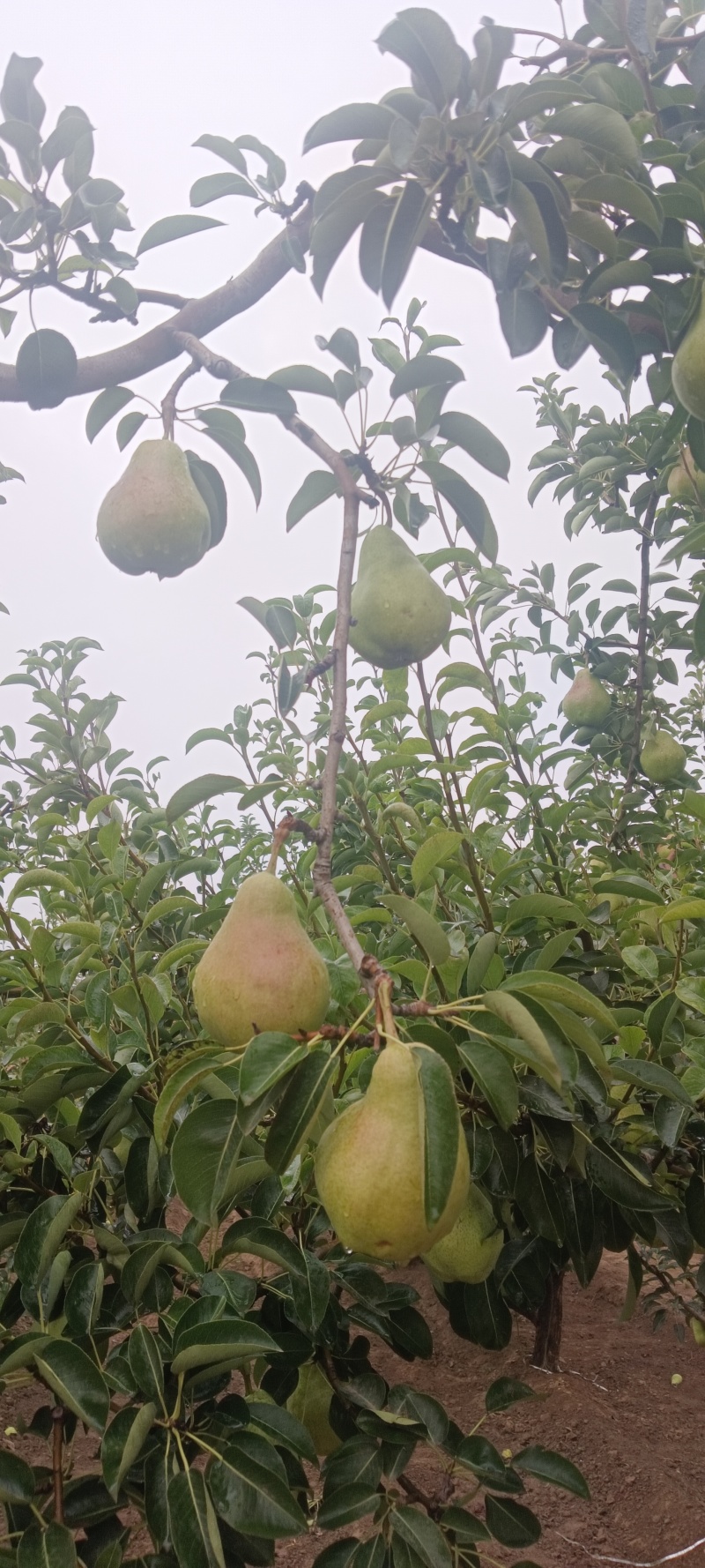 精品洋梨大量有货产地直发货源充足品质保证可视频看货